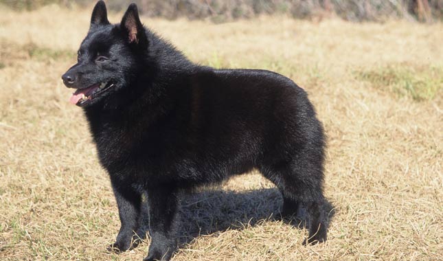 Schipperke Dog Breed