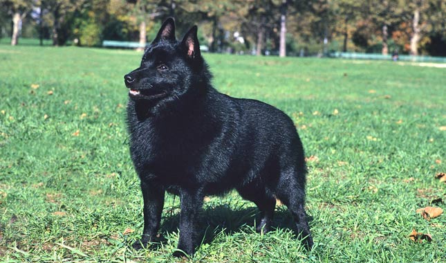 Schipperke Dog Breed
