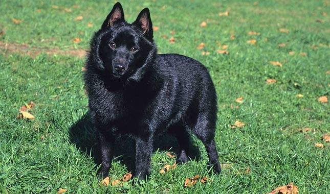 Schipperke Dog Breed