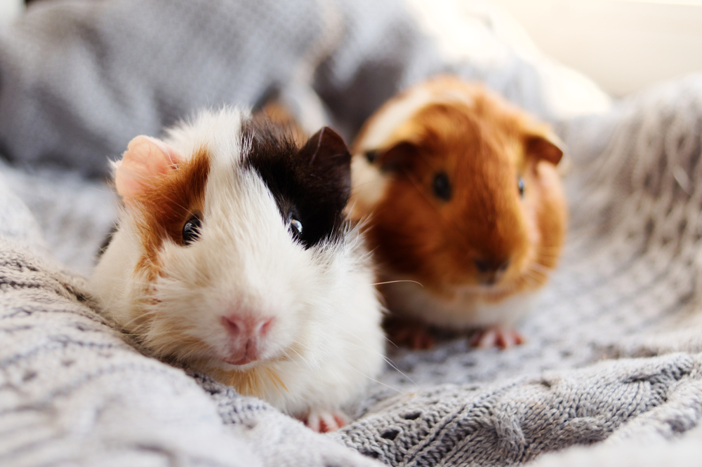 8 Guinea Pig Cage Selections For Cozy Living
