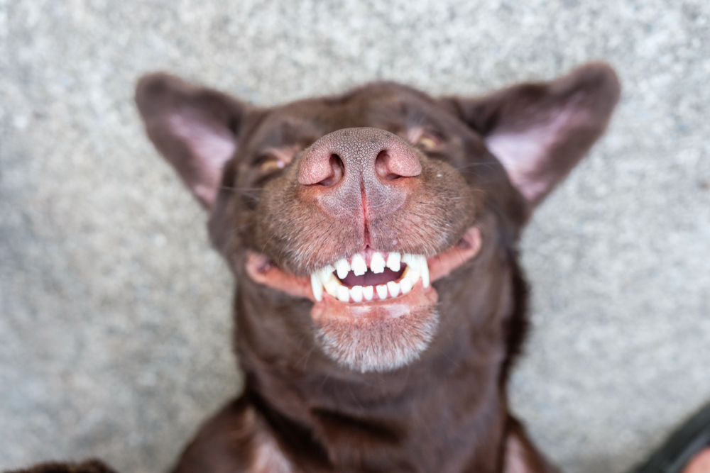 Why Every Dog Parent Needs PetLab Co.’s ProBright Advanced