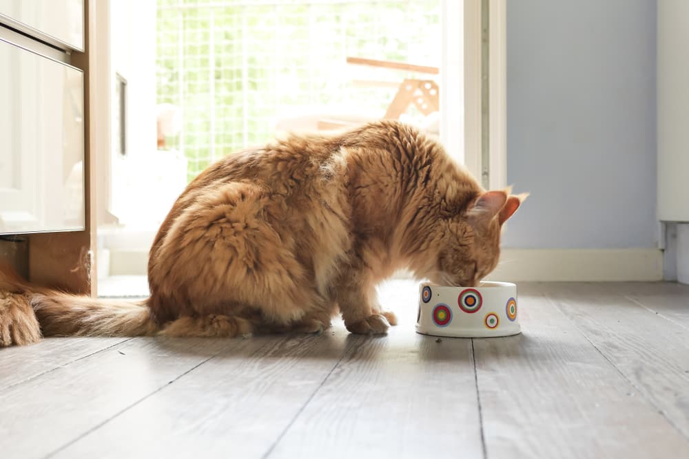 6 Best Organic Cat Foods of 2025