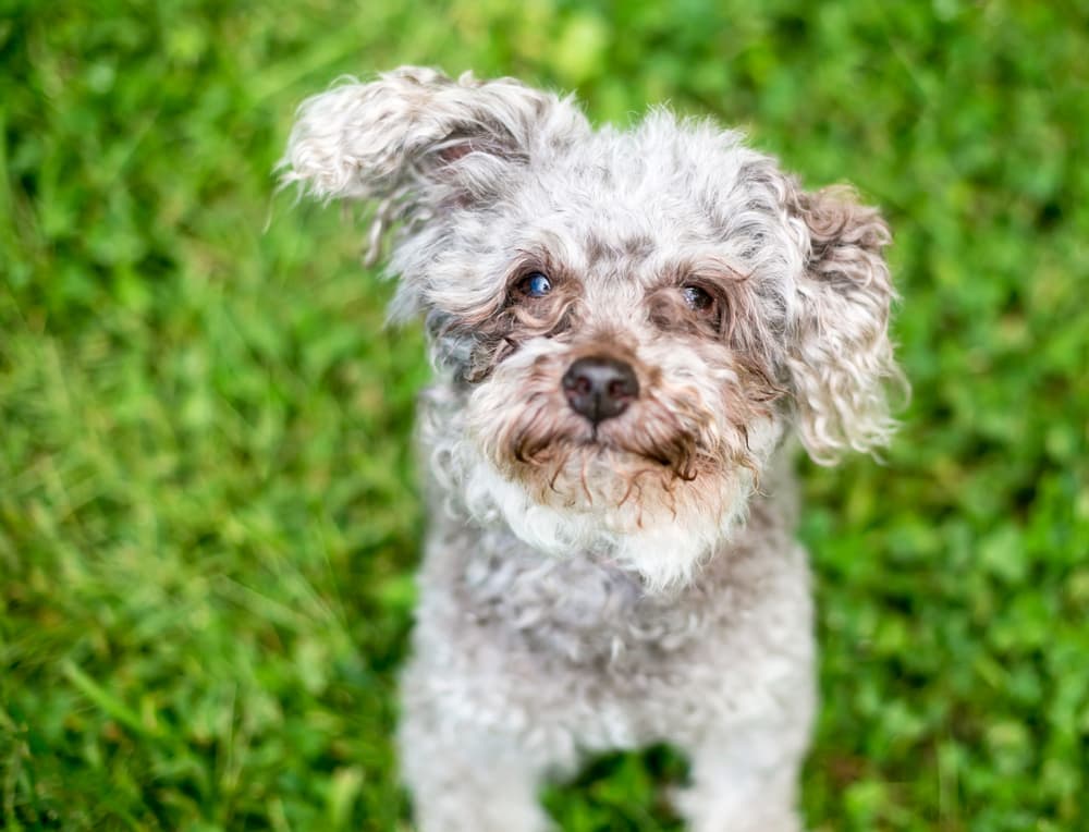 Vetstreet's Favorite Dog Tear Stain Removers