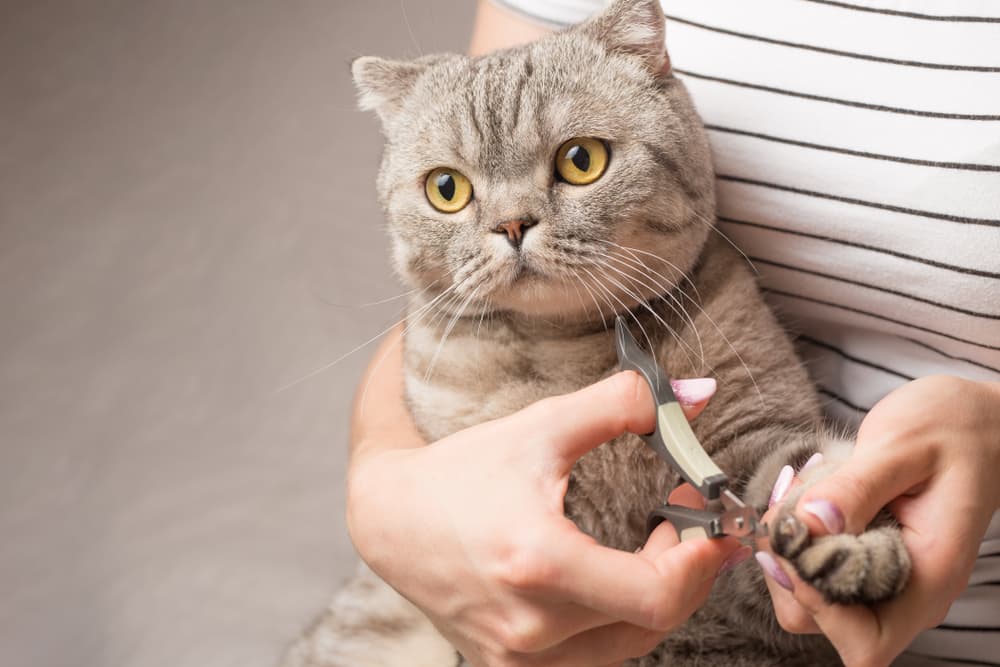 9 Best Cat Nail Clippers in 2025