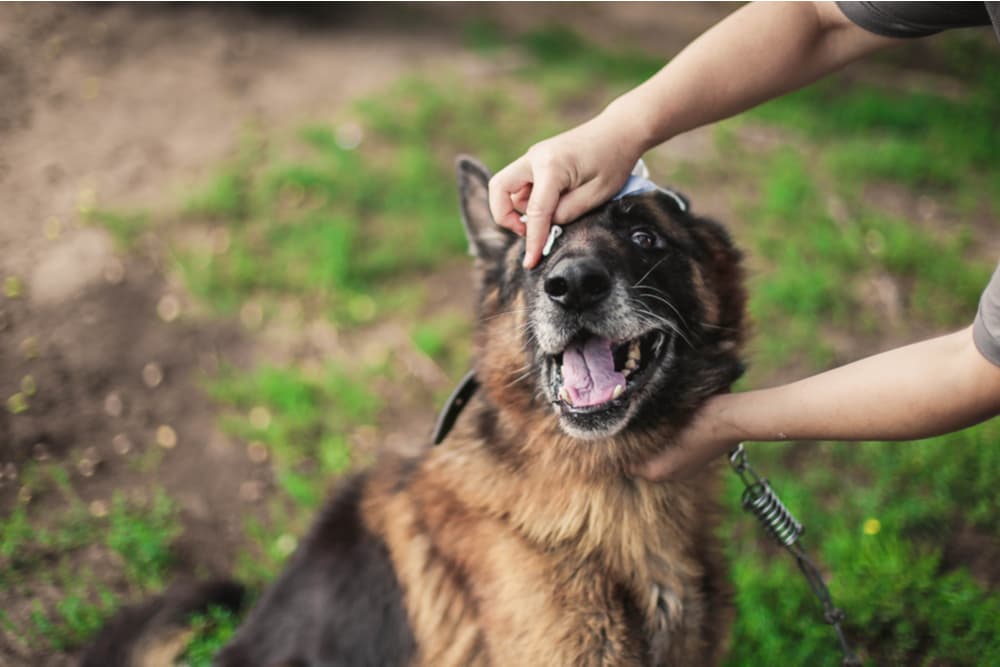Vetstreet's Favorite Dog Wipes for Ears, Paws, Eyes, and More