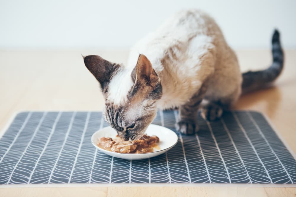 Best Wet Cat Foods of 2025 Approved By Vets