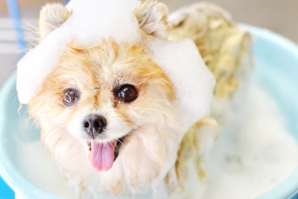 Best Dog Shampoo: 14 Great Options for Every Coat Type