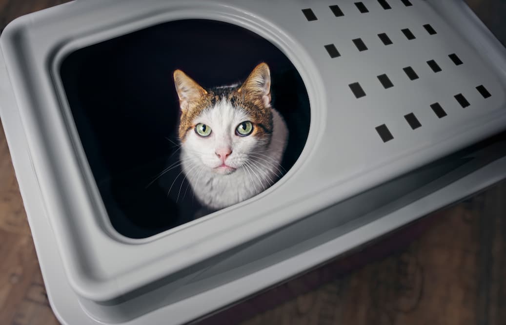 6 Best Top Entry Litter Boxes: Reviews and Picks for 2025