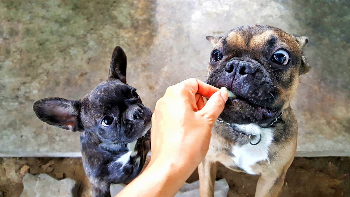 Choosing the Right Fiber Supplements For Dogs