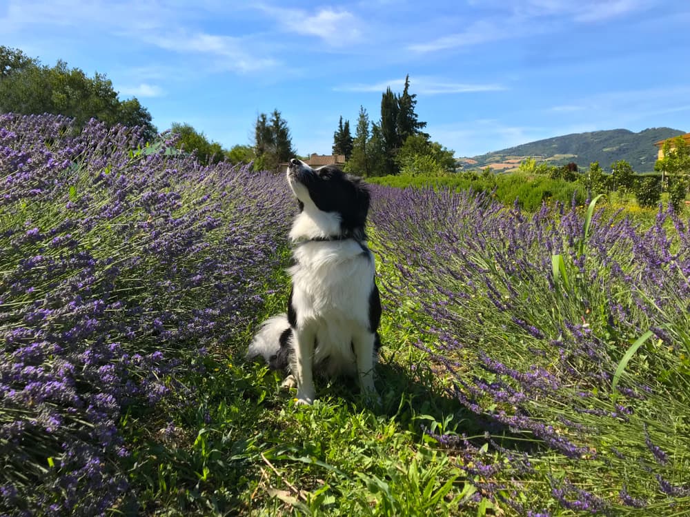 8 Best Dog Deodorizing Sprays of 2025