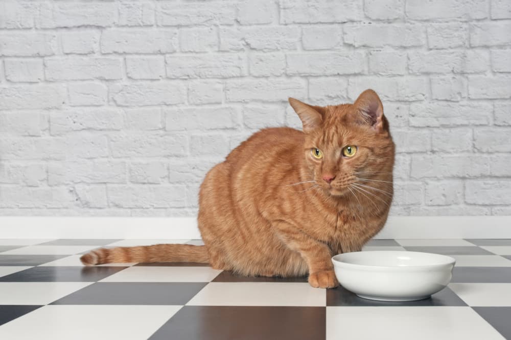  9 Favorite Cat Foods for Allergies in 2025