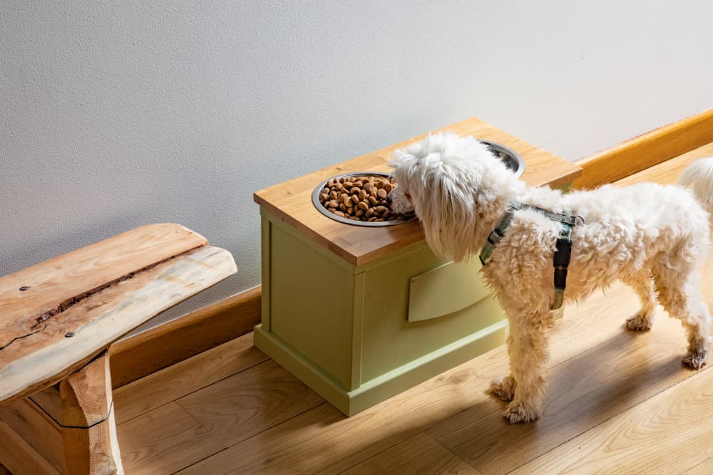 10 Top Elevated Dog Bowls for Large Dogs