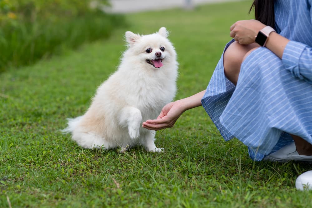 14 Best Calming Treats for Dogs in 2025