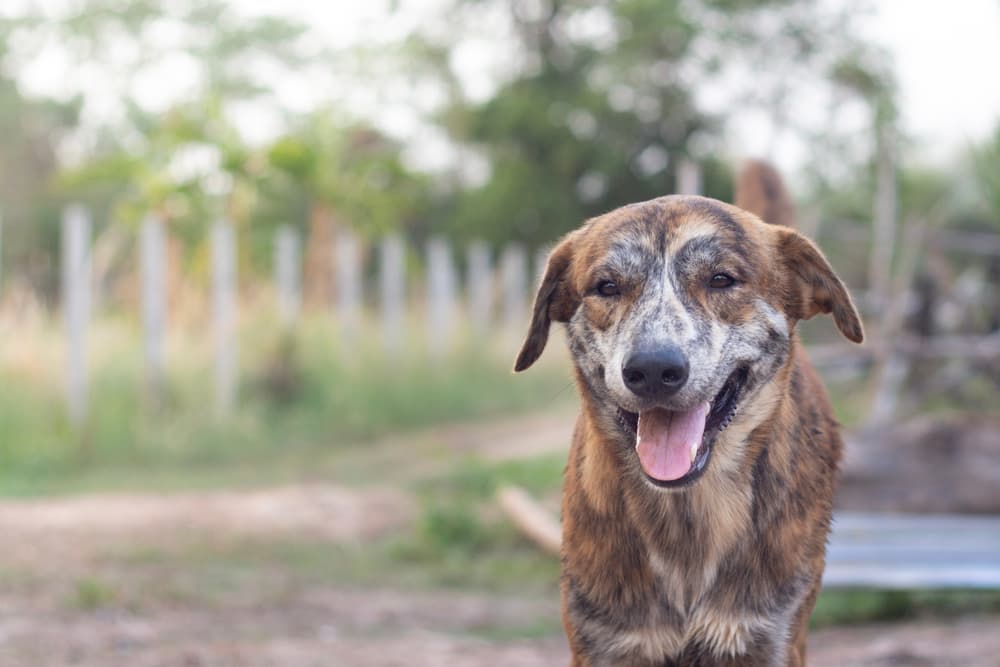 8 Best Prebiotics for Dogs