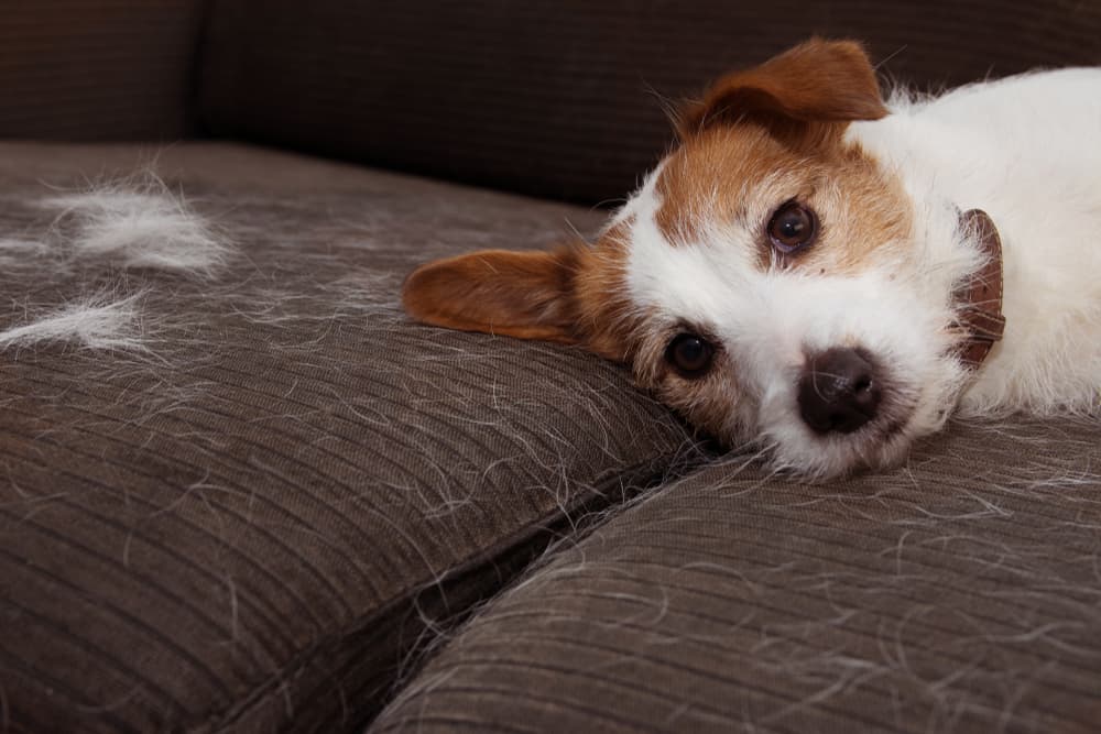 10 Best Pet Hair Removers of 2025