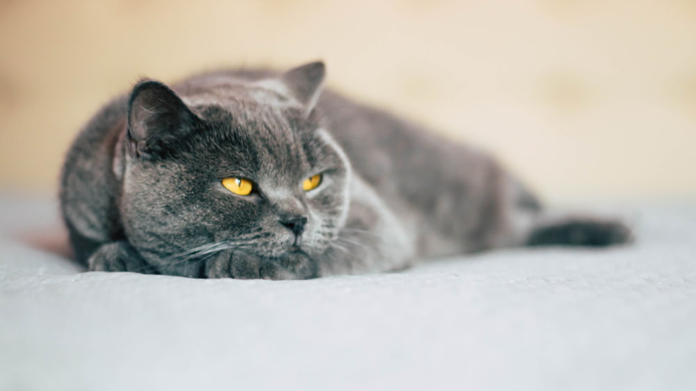 Calm cat lying down