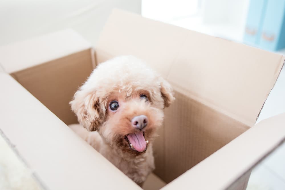 7 Best Dog Subscription Boxes of 2025