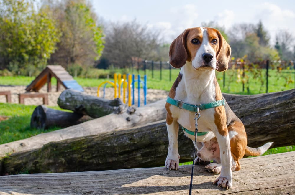 6 Best No Pull Dog Harnesses of 2025