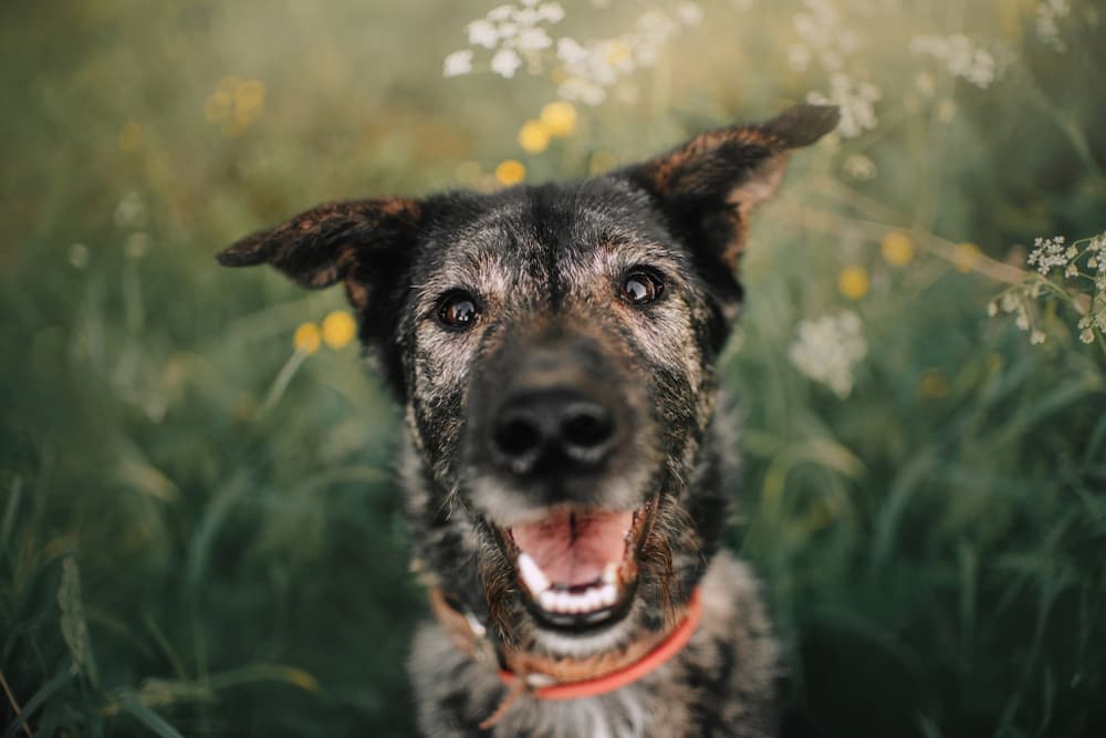 Best Senior Dog Food of 2025