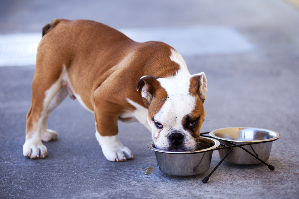 bulldog drinks from water bowl
