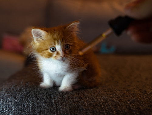 The Best Cat CBD Products of 2025
