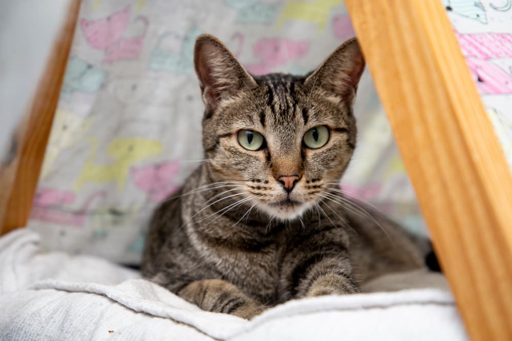 8 Best Cat Tents of 2025