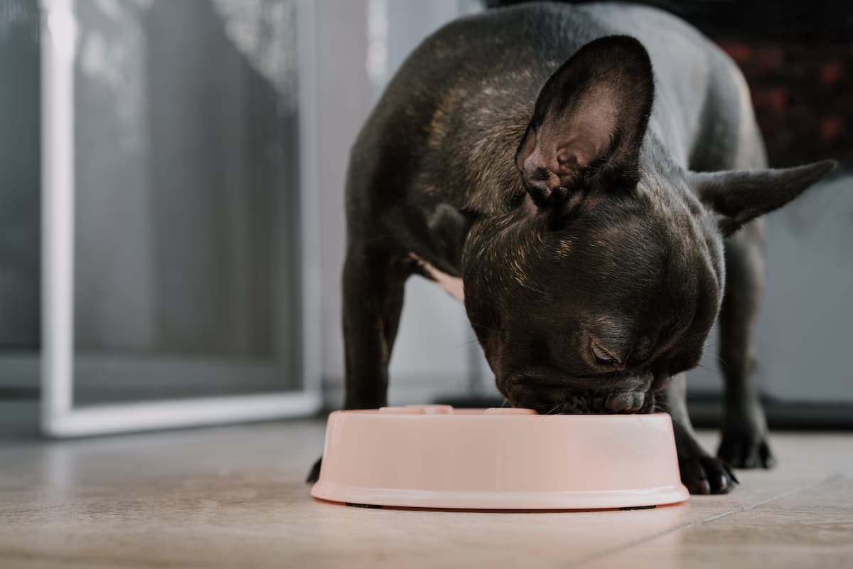 Venison Dog Food: 8 Best Formulas of 2025