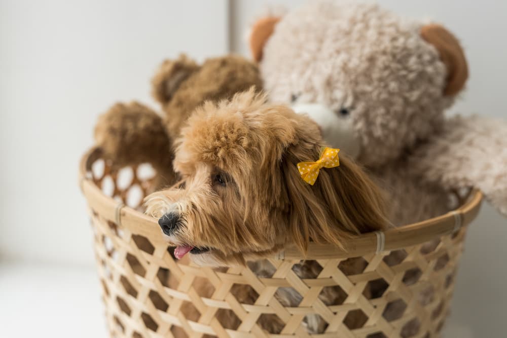 9 Best Dog Toy Boxes for Storage in 2025