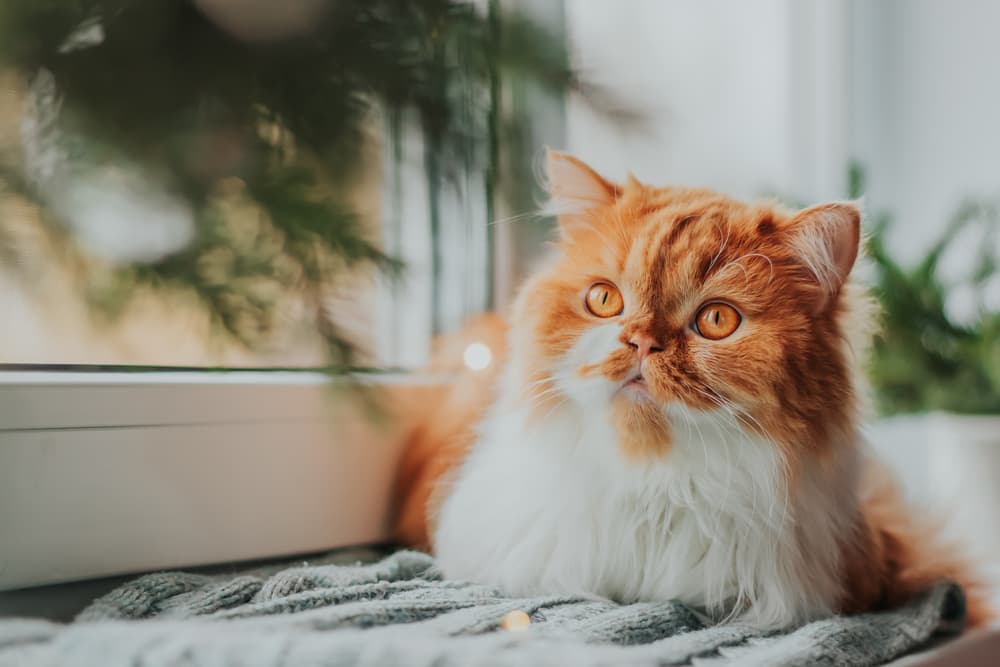 Vetstreet's Favorite Sensitive Stomach Cat Foods