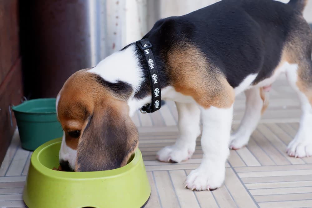 Best Puppy Food of 2025