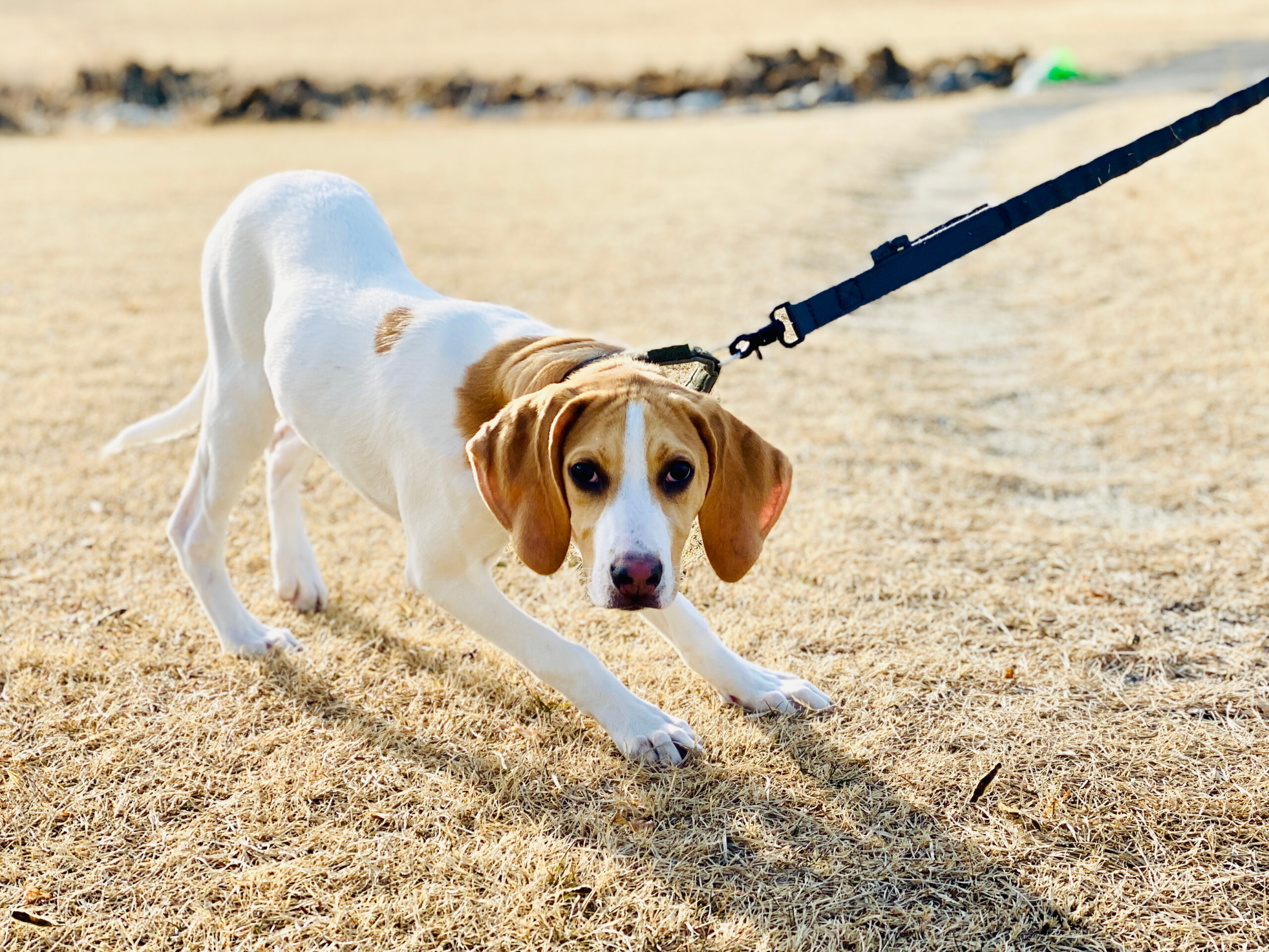 7 Strategies for Training a Stubborn Dog