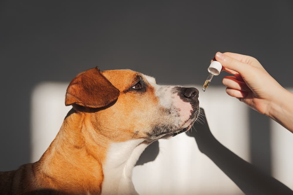 Anxiety Supplements for Dogs: 10 to Consider