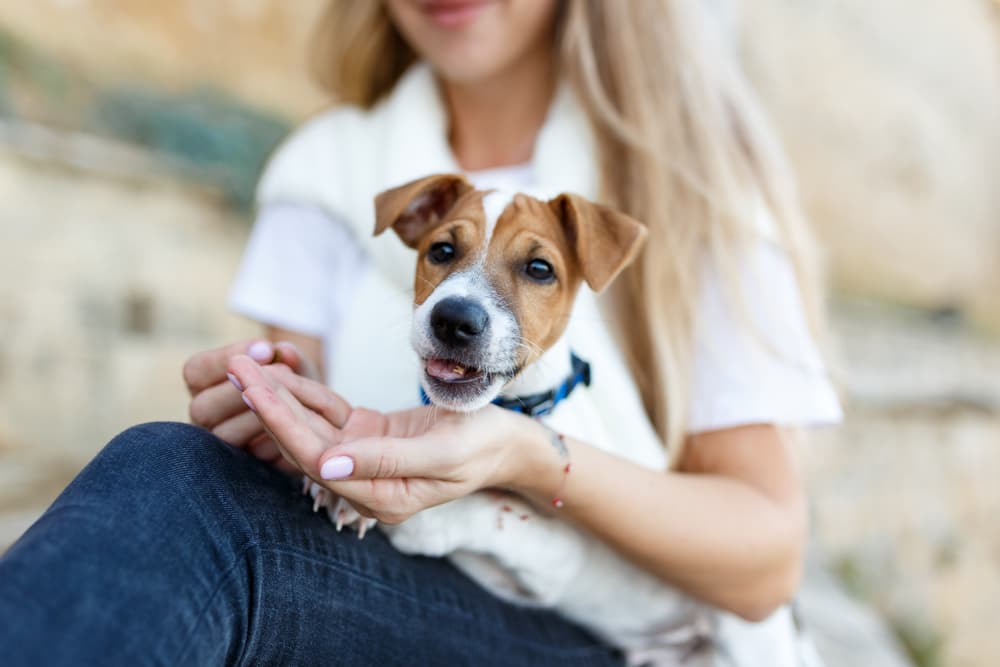 10 Dog Vitamins and Supplements for Good Health