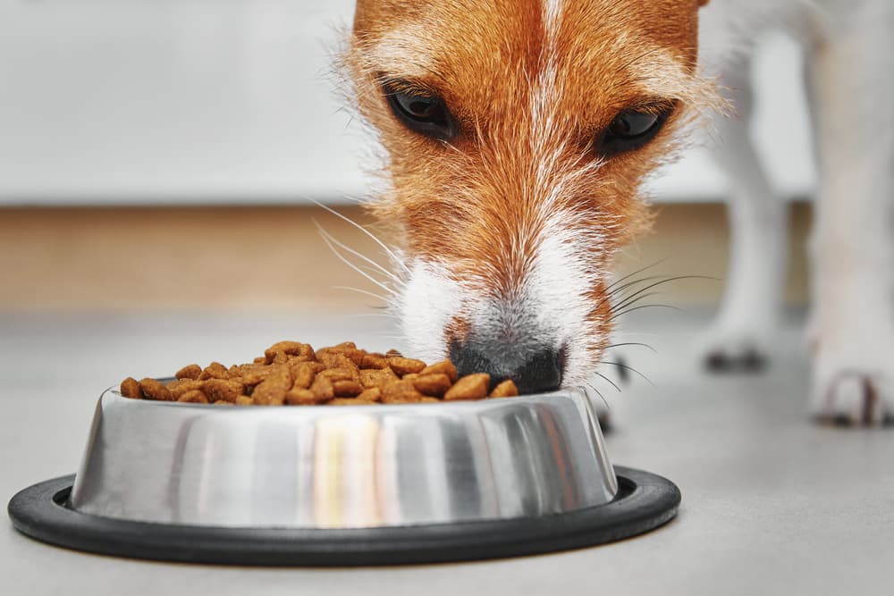 12 Recommended Dog Foods for Allergies in 2025