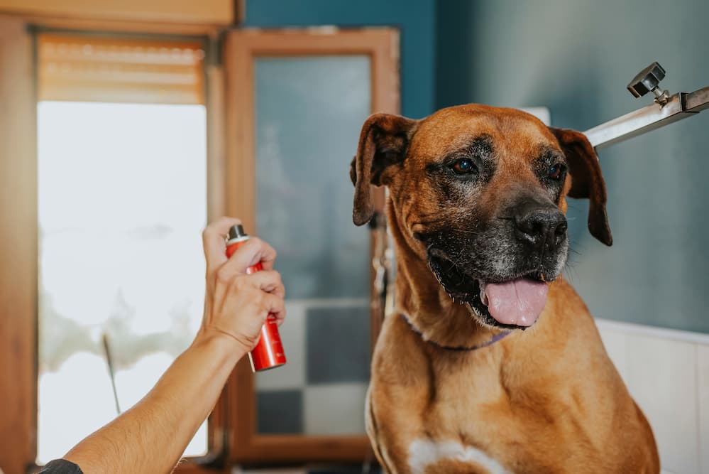 7 Best Dog Perfumes of 2025