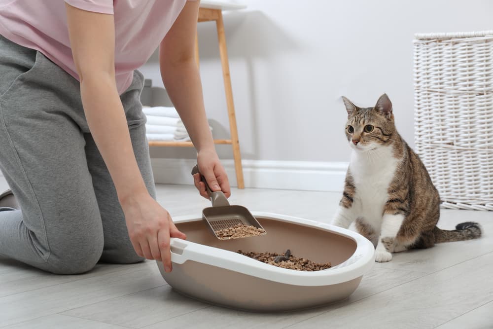 Cat Litter Scoops For Easy Cleanup in 2025