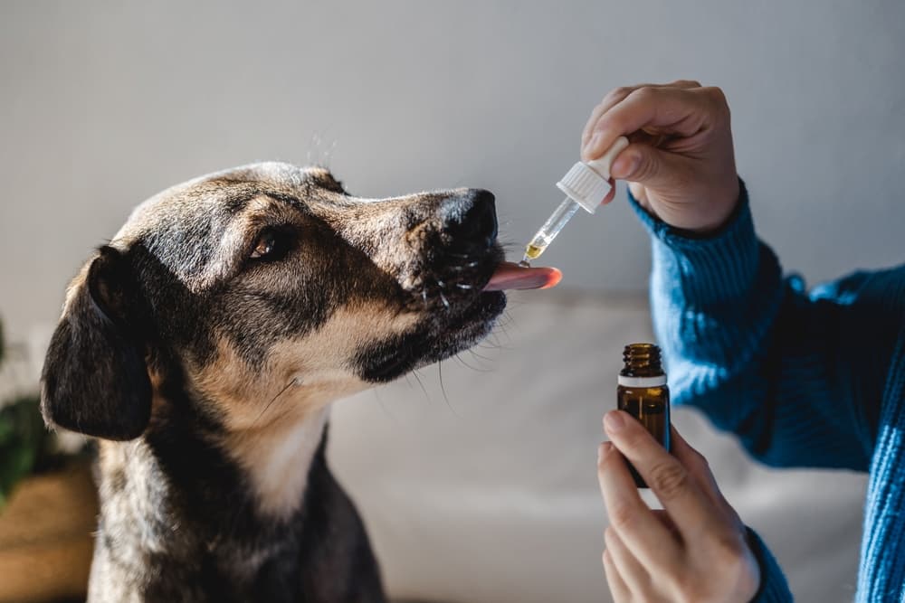 The Best CBD Oil for Dogs of 2025