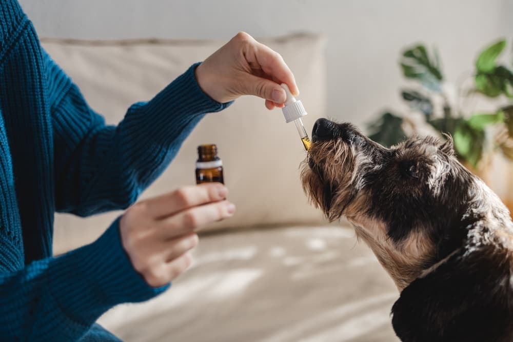 Best CBD for Dog Anxiety: 10 Options to Calm Your Pup