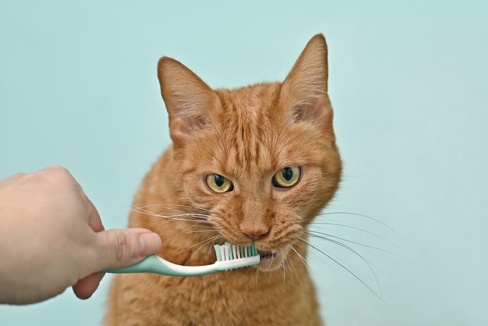 6 Best Cat Toothpaste Picks of 2025