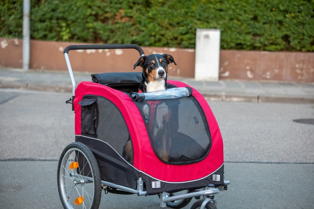 6 Best Dog Wagons for Carting Canines [2025 Picks]