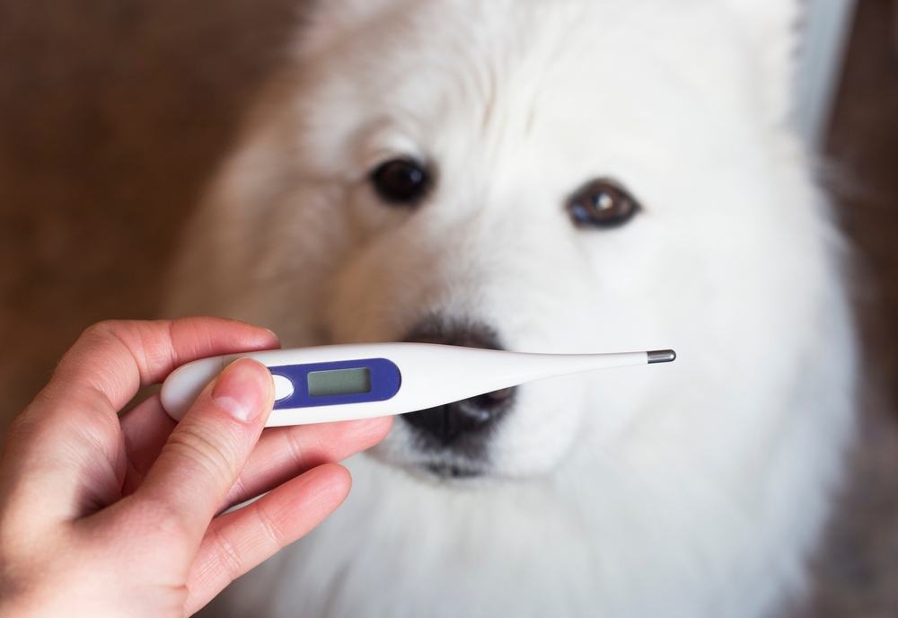 Check Your Dog's Vital Signs at Home