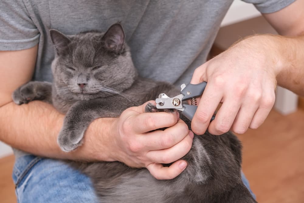 Cat getting her nails clipped