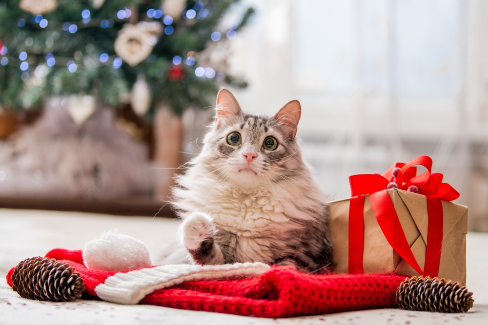 Adorable Cat Stocking Stuffer Ideas Under $10