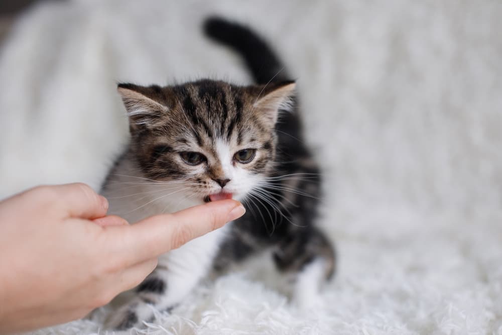 6 Best Treats for Kittens in 2025
