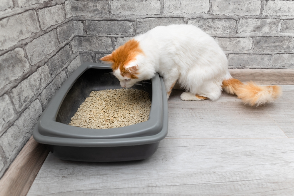 Is Silica Safe for Cats? A Veterinarian’s Perspective