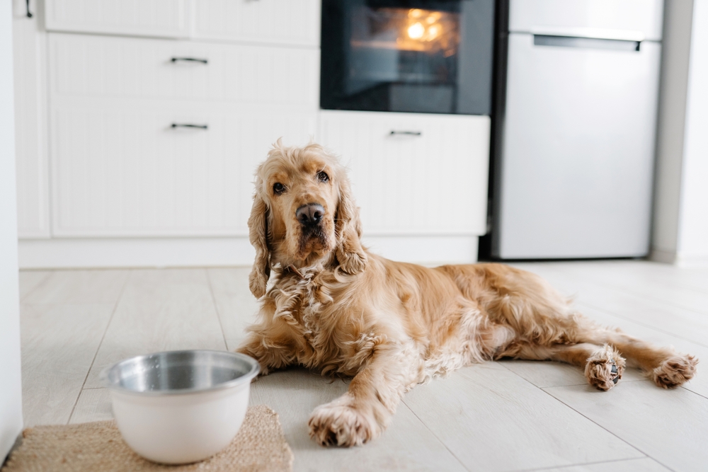 How to Stop a Dog From Digging A Water Bowl