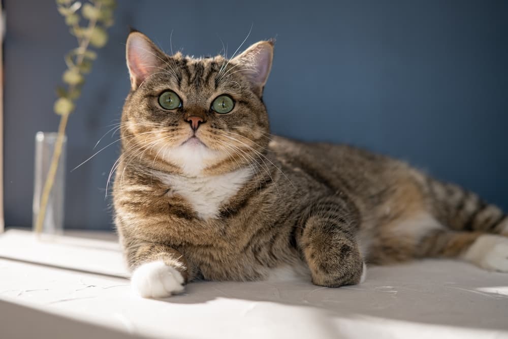 6 Best Cat DNA Tests of 2025