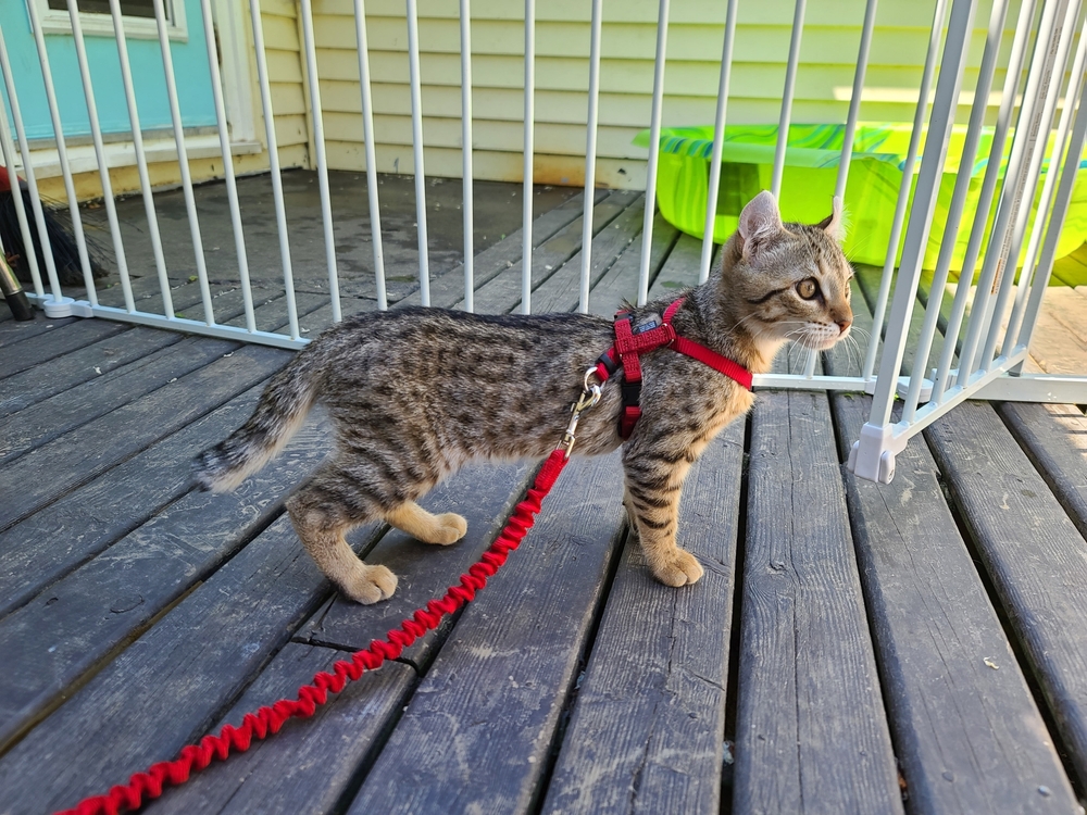 Keeping Felines Safe: Best Cat Gates of 2025