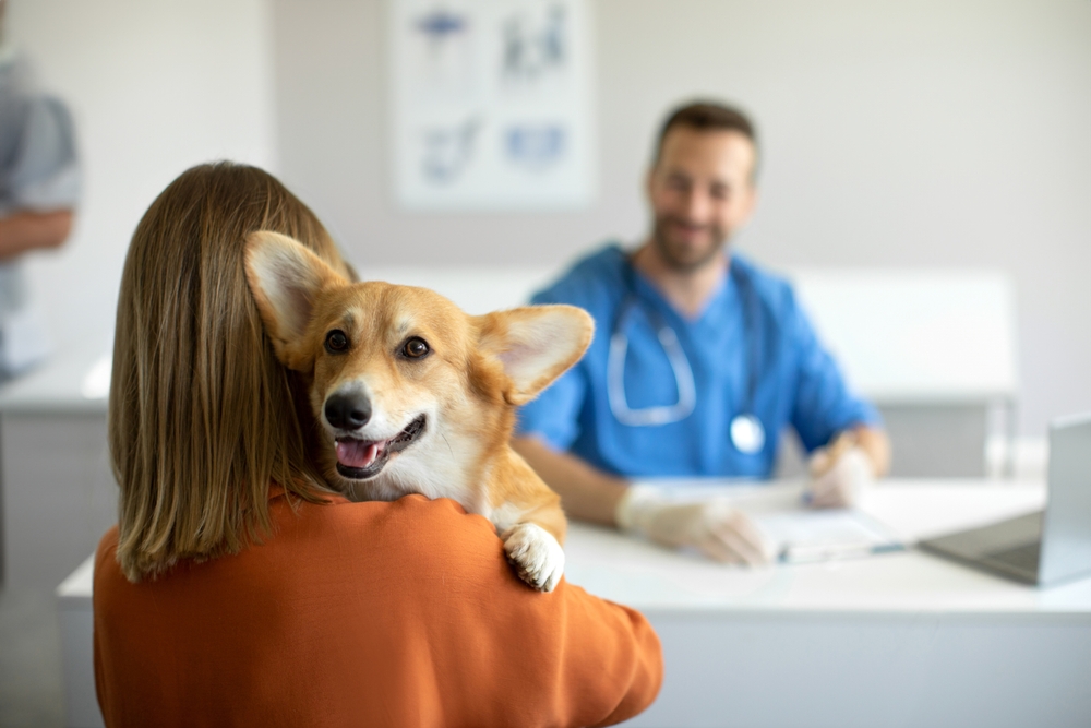 SNAP Testing in Dogs: What Is It?