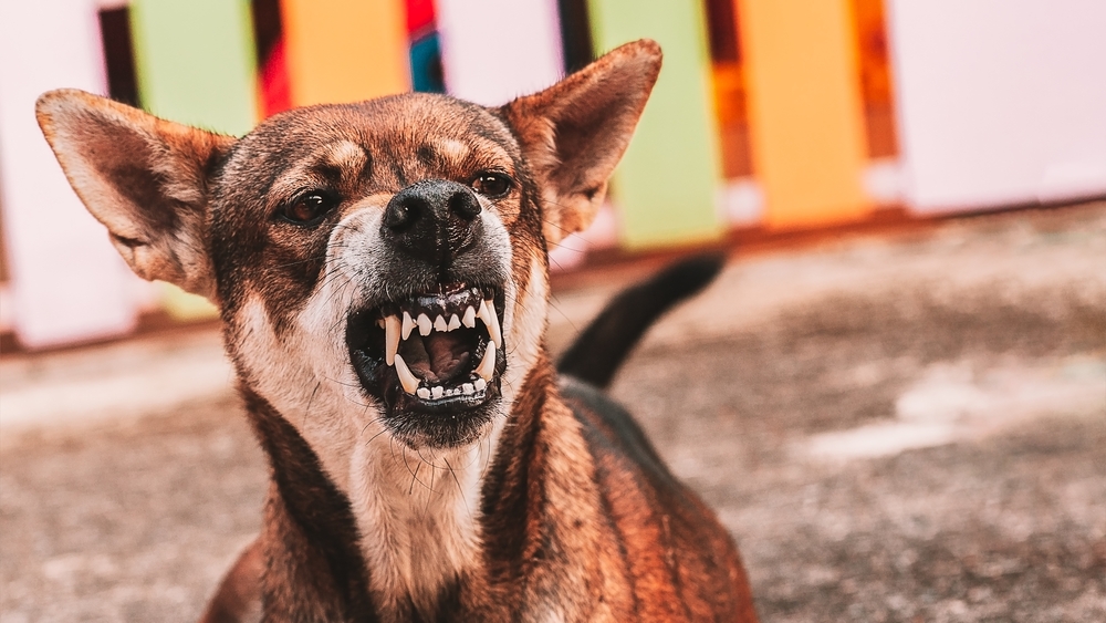 Do Dogs Mean to Be Mean: How To Prevent Dog Bites